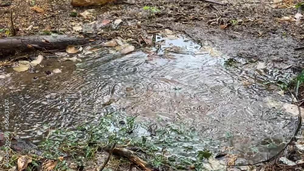 Rain drops falling from the sky over a puddle around a tree trunk. Shot in 240 fps. Rain drops falling from the sky over a puddle around a tree trunk. Shot in 240 fps.