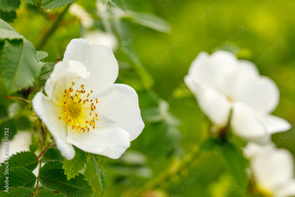 Wild rose Bush blooms in the spring. White rosehip flowers close-up. Rosehip is brewed in tea.