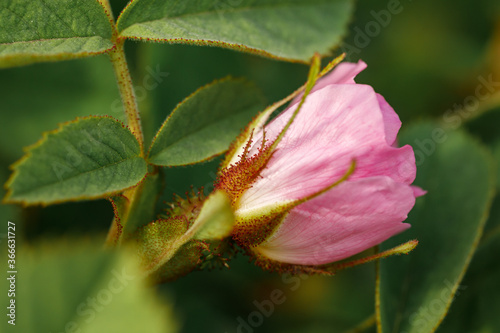 Rosebud Bud close-up. Wild rose blooms in the spring.