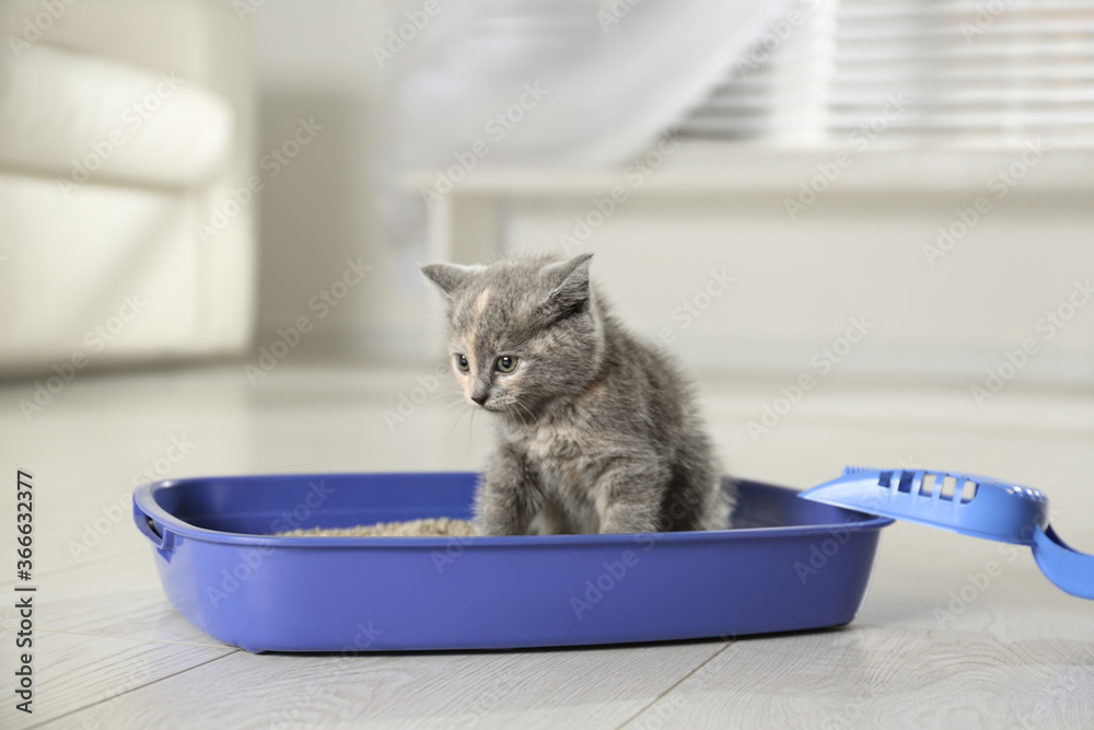 Cute British Shorthair Kitten Litter Box Home Stock Photo by