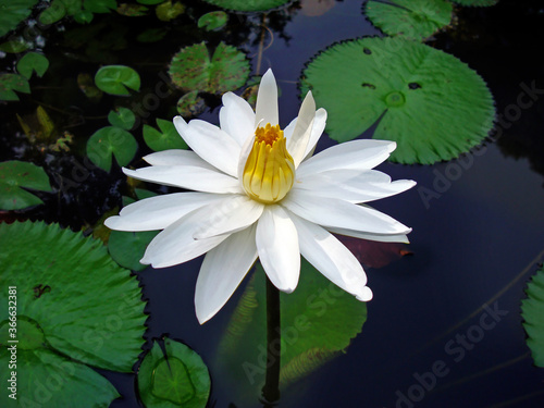 White water lily  Nymphaea alba 