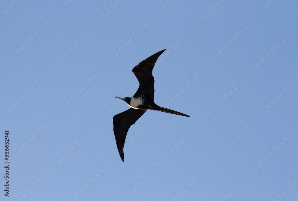 Obraz premium Wildlife. Seabirds. Closeup of a Fregate magnificens, also known as Magnificent Frigatebird, flying in the sky. 
