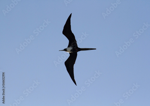 Wildlife. Seabirds. Closeup of a Fregate magnificens, also known as Magnificent Frigatebird, flying in the sky.