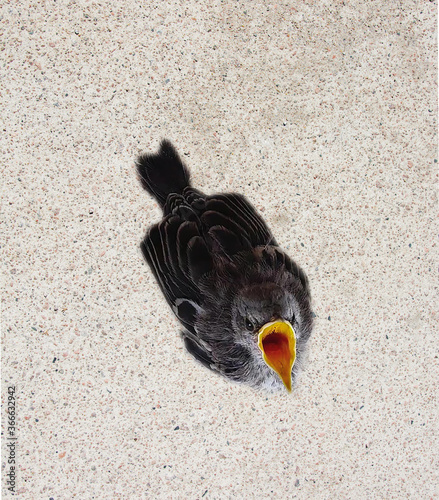 Baby bird 1 week old crying for the momma concrete