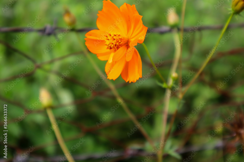orange flower in the garden