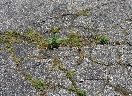 Plants and weeds growing through the cracks on an old asphalt driveway 