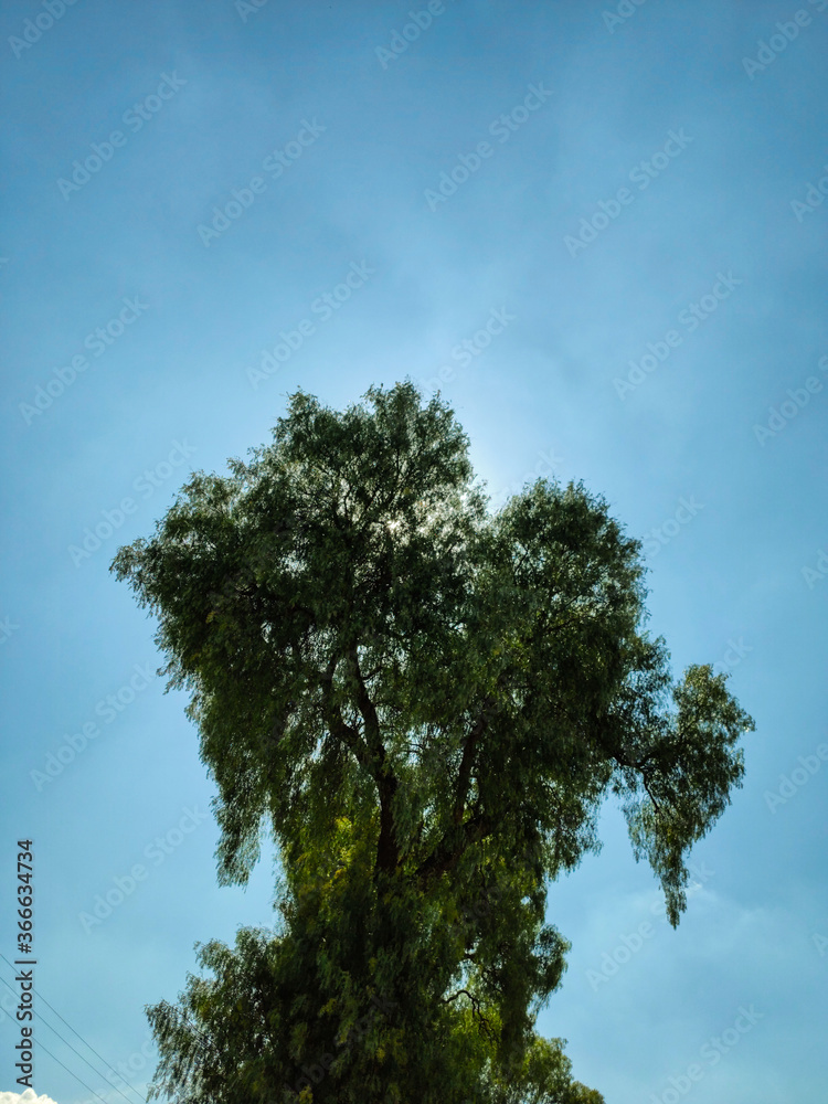 Obraz premium Tree and Sun