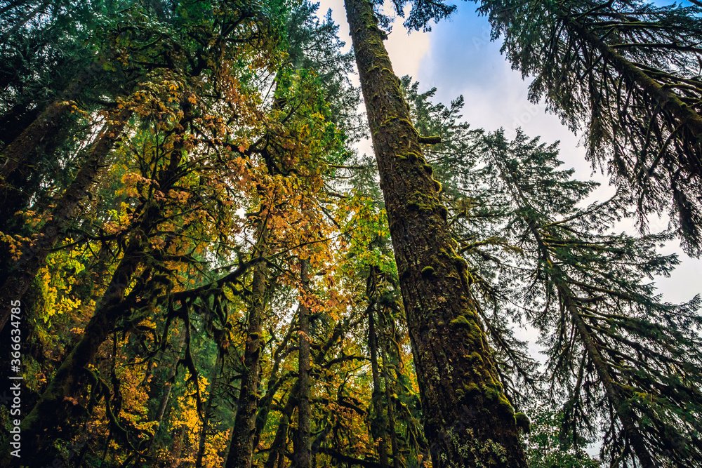 Fototapeta premium Autumn Forest, Silver Falls State Park, Oregon