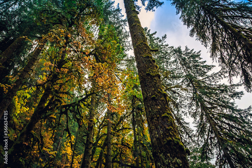 Autumn Forest, Silver Falls State Park, Oregon © Stephen