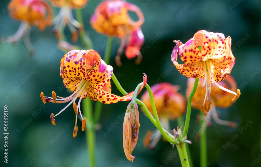 Leopard lilies by the lake at the Leckford Estate, Longstock, Hampshire UK Leopard lilies by the lake at the Leckford Estate, Longstock, Hampshire UK