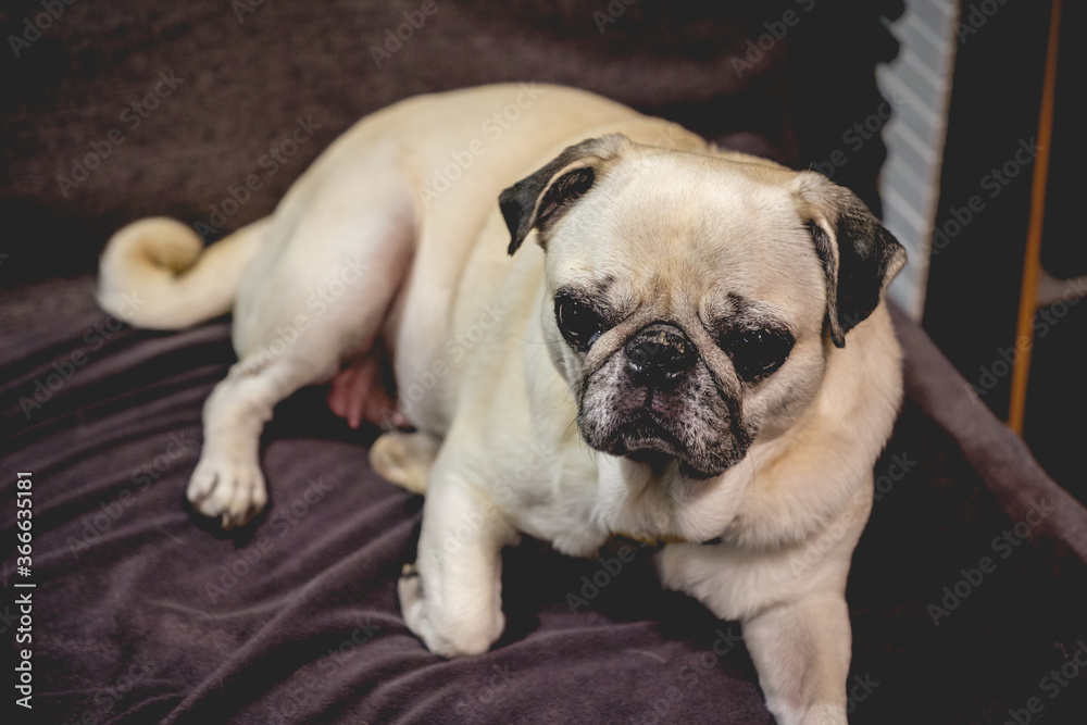 Cute white pug dog resting on a blanket and watching with angry face