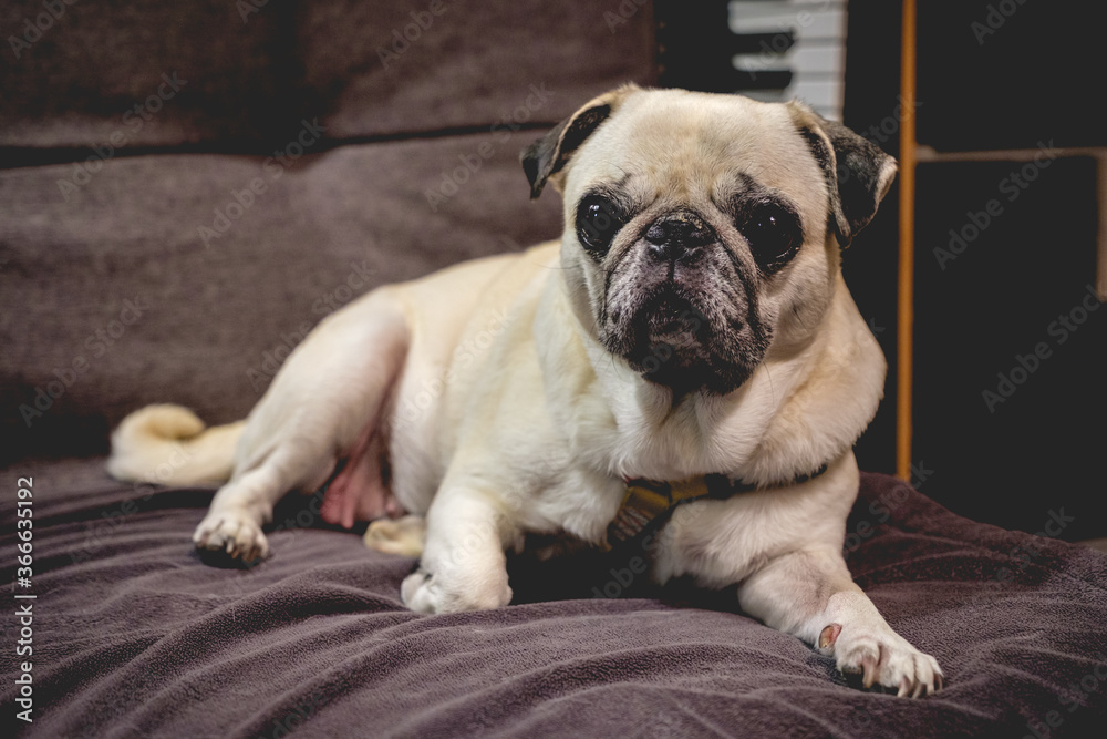 Cute white pug dog resting on a blanket in a sofa and looking to the camera Cute white pug dog resting on a blanket in a sofa and looking to the camera