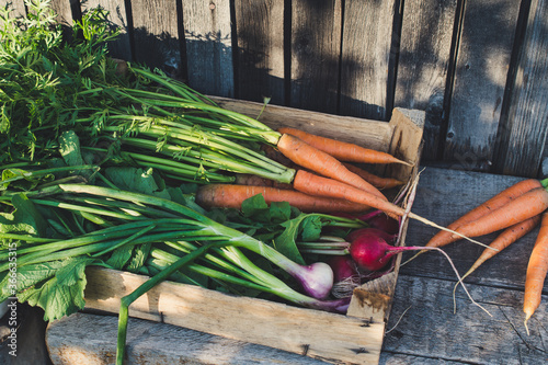 Fresh harvest of vegetables on a wooden background