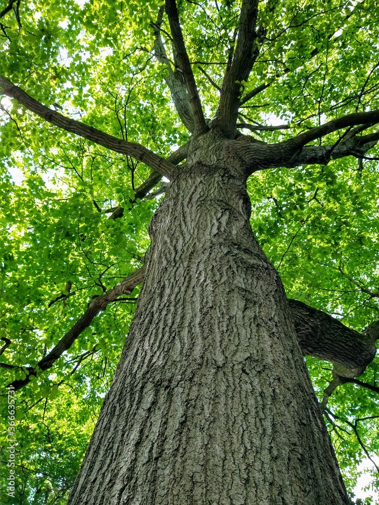 Naklejka premium Oak tree 