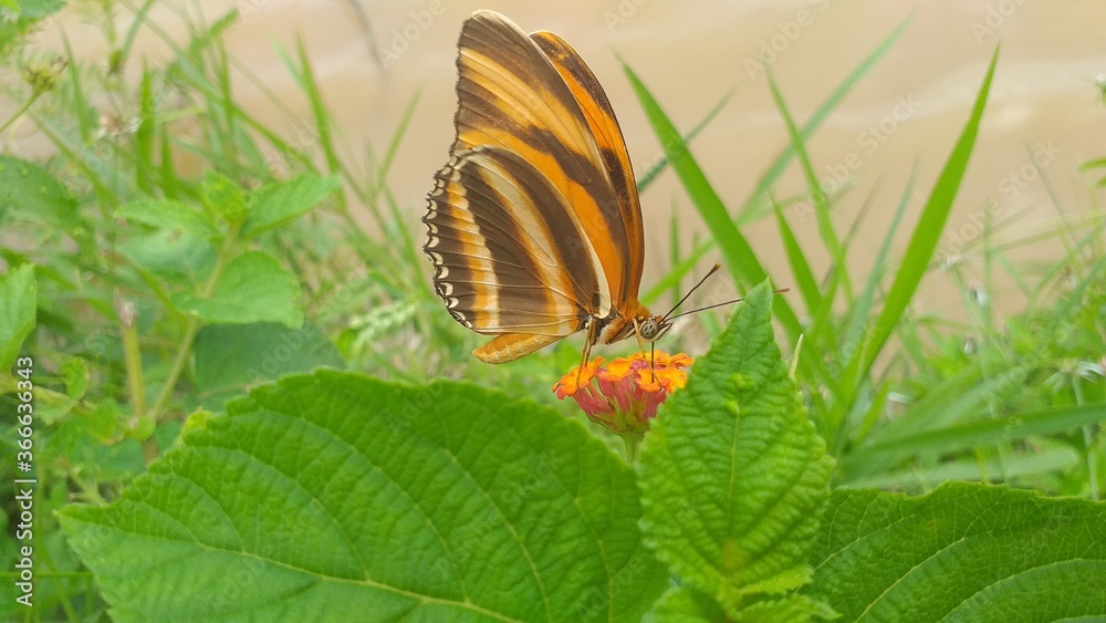 butterfly on a flower