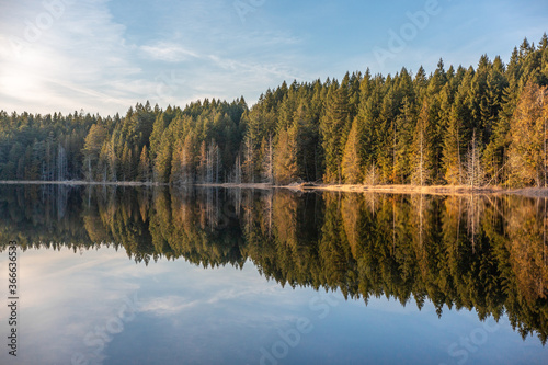 reflection of trees in the lake