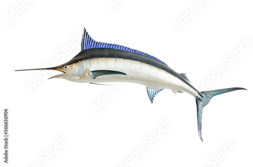 Wallpaper Mural Mounted Blue Marlin isolated against a white background Torontodigital.ca