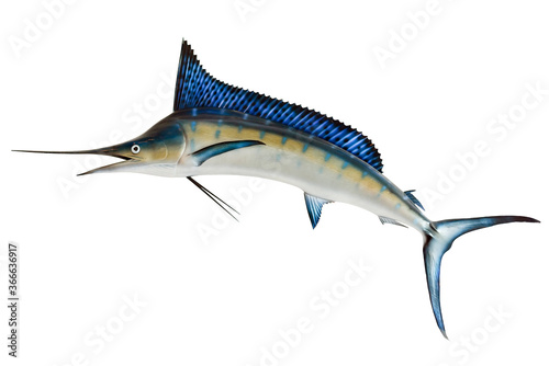 Mounted Blue Marlin isolated against a white background