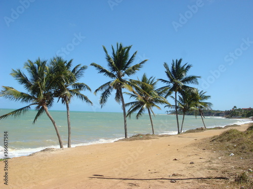 palm trees on the beach © Marcelo