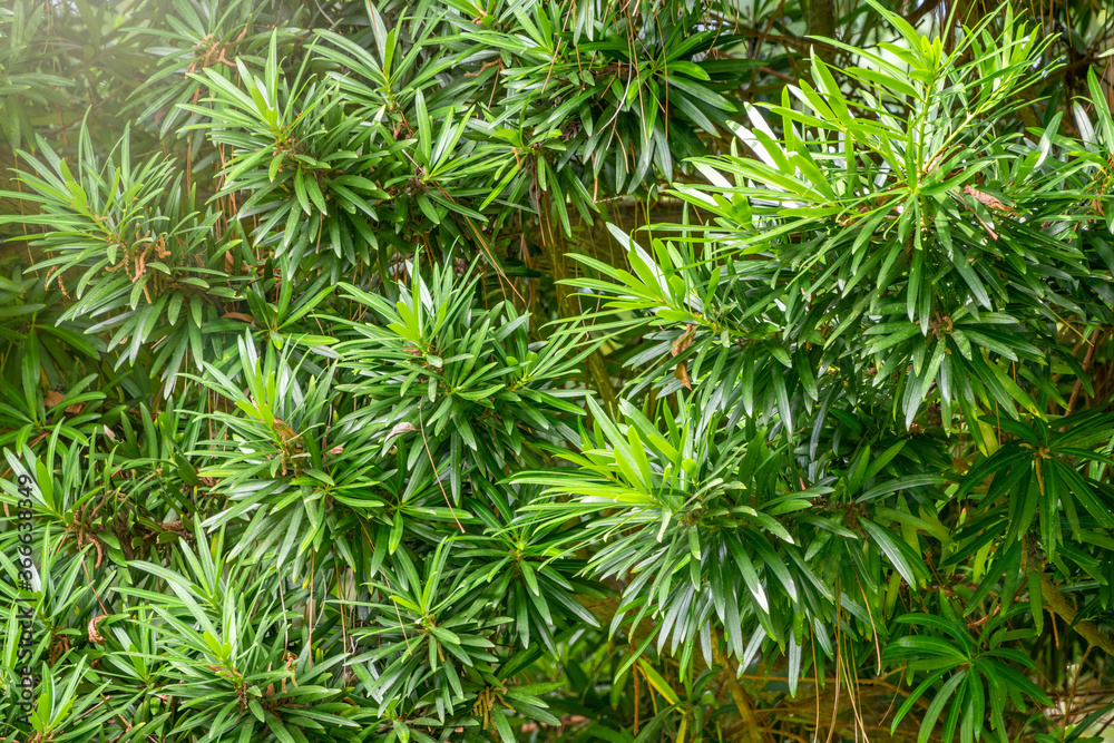 Yew branches with fresh green leaves. Taxus baccata, English yew, European yew. Yew branches with fresh green leaves. Taxus baccata, English yew, European yew.
