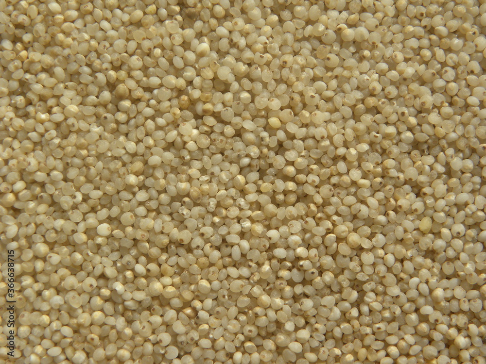 Grayish white color raw whole Indian barnyard millet or Echinochloa frumentacea Grayish white color raw whole Indian barnyard millet or Echinochloa frumentacea