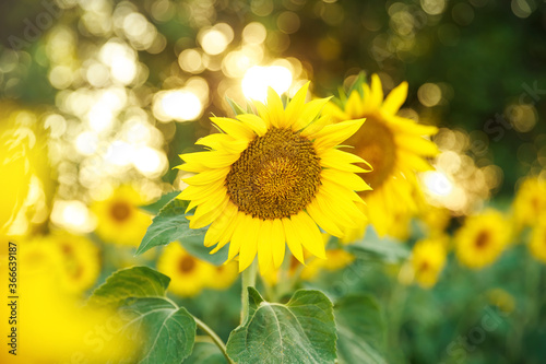 Sunflowers blooming on the field. Sunflowers on sunny background