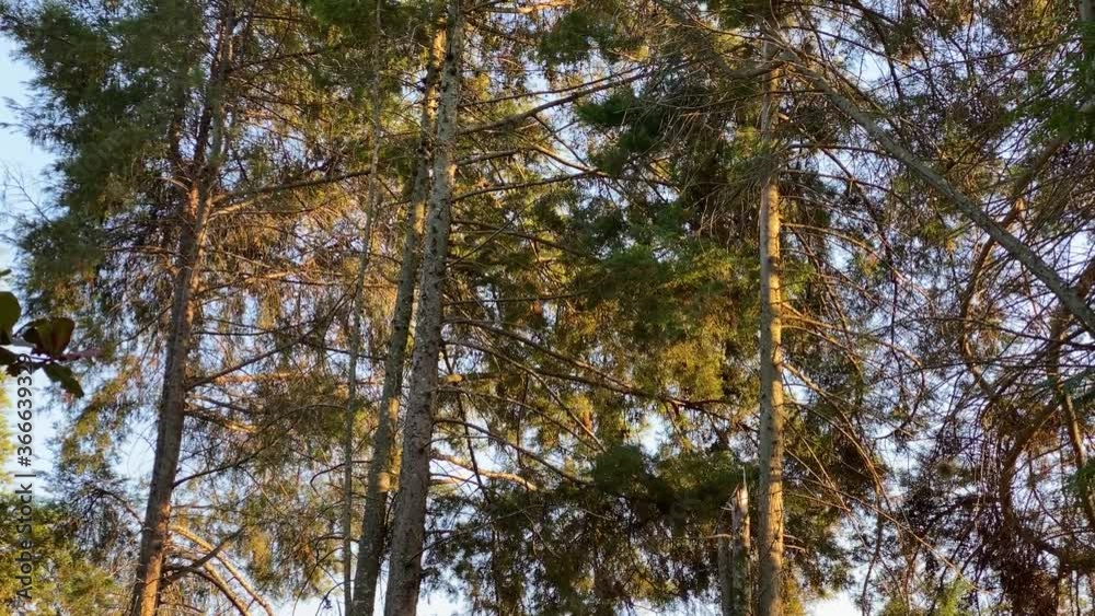 Birds perched in a tree top with a blue sky as background Birds perched in a tree top with a blue sky as background