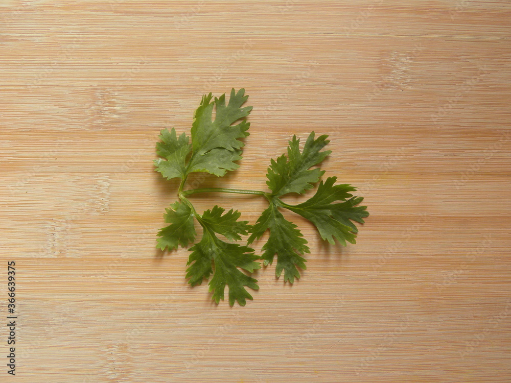 Green color fresh Cilantro leaves Green color fresh Cilantro leaves