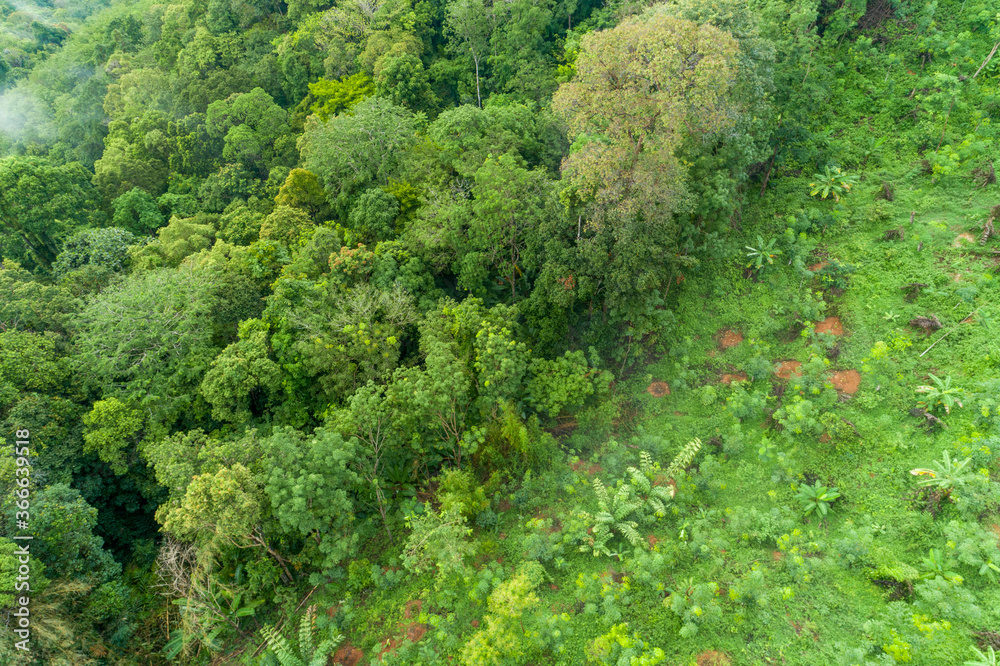 Aerial high angle view top down rainforest trees Ecosystem and healthy environment background. Aerial high angle view top down rainforest trees Ecosystem and healthy environment background.