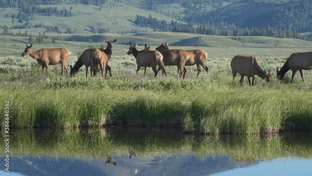Herd of female cow elk graze calmly on lush green grass with reflection of Sepucher Mountain visible in water at Swan Lake Flats in Yellowstone National Park Herd of female cow elk graze calmly on lush green grass with reflection of Sepucher Mountain visible in water at Swan Lake Flats in Yellowstone National Park