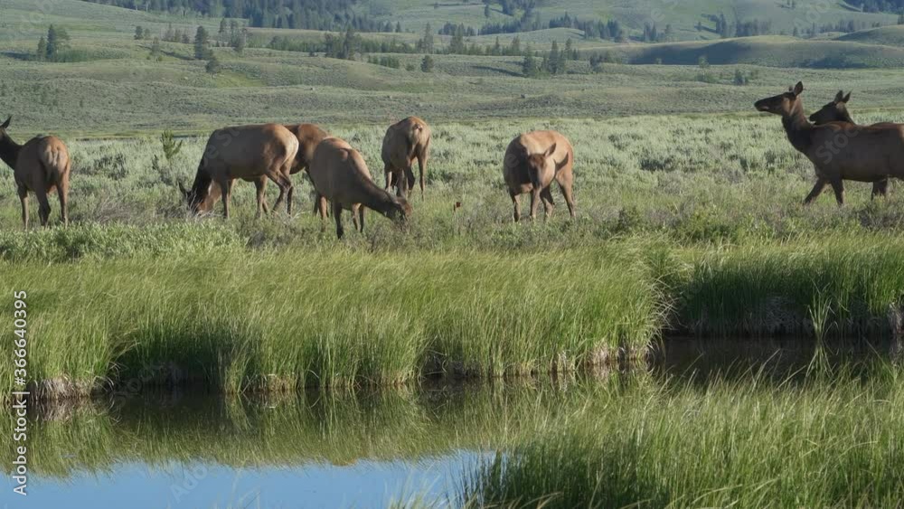 Herd of female cow elk graze peacefully on lush green grass in wetlands, of Swan Lake Flats in Yellowstone National Park Herd of female cow elk graze peacefully on lush green grass in wetlands, of Swan Lake Flats in Yellowstone National Park