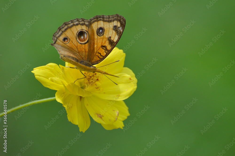 butterfly on yellow flower butterfly on yellow flower