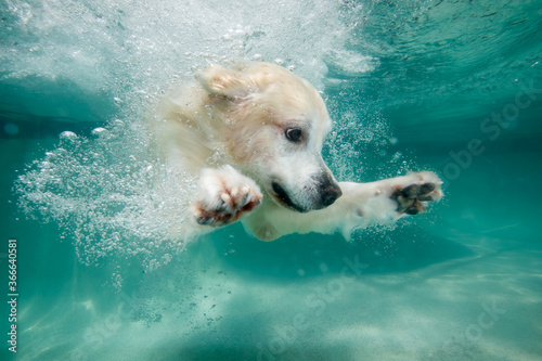 Golden retriever dog swimming underwater in swimming pool photo