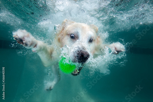 Golden retriever dog chasing toy while swimming under water in swimming pool photo