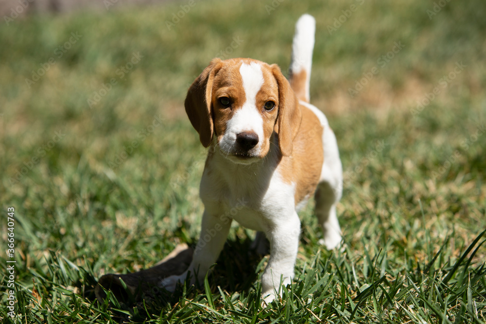 beagle puppy on grass running forward at the camera