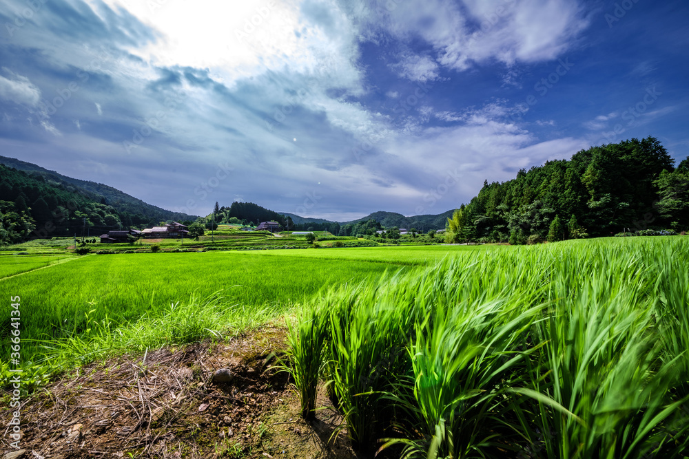 Obraz premium 里山のなびく稲穂