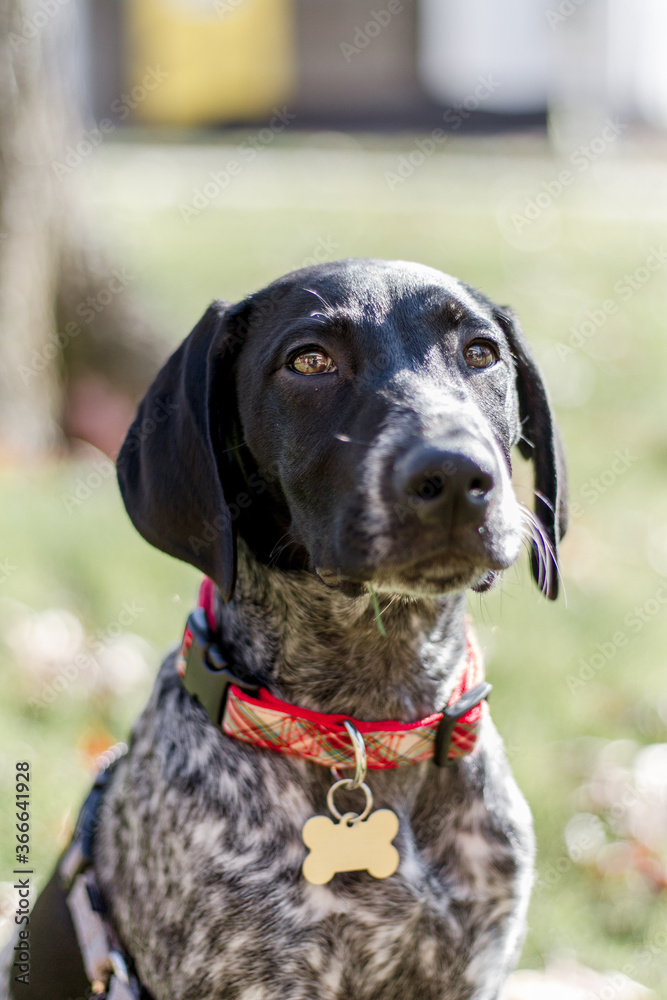 portrait of a dog