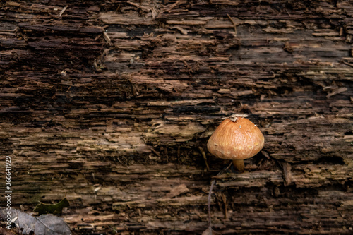tiny adorable mushroom grow on misted tree trunk