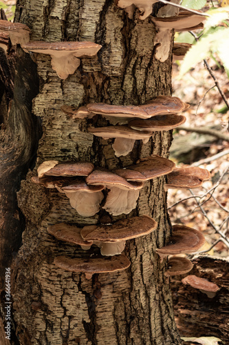 Mushroom fungus grow over tree trunk