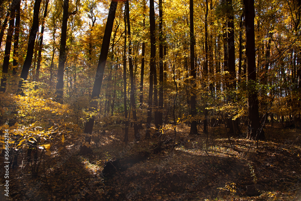 Obraz premium vertical stagger tree profile with gold leaf 