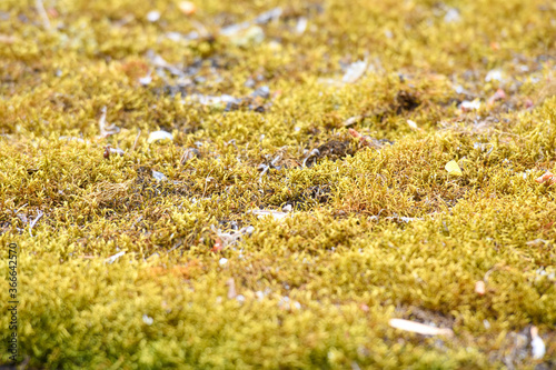 Moss growing on top of a roof