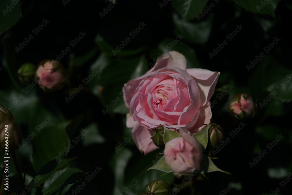 Light Pink Flower of Rose 'Larissa Balconia' in Full Bloom
Light Pink Flower of Rose 'Larissa Balconia' in Full Bloom