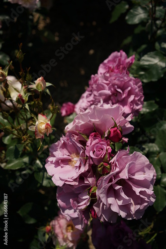 Light Purple Flower of Rose 'Le Comte Fersen' in Full Bloom 