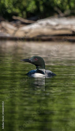 Male loon fishing on the lake 2 © Manuel Lacoste