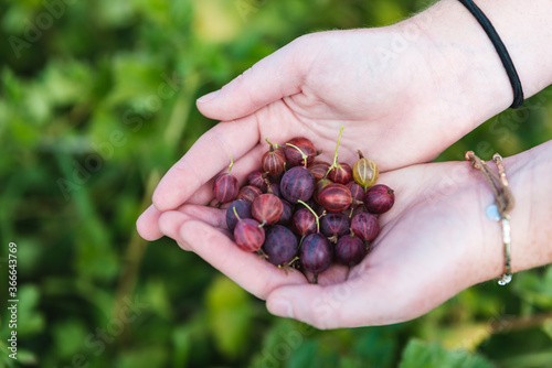 handful of gooseberries