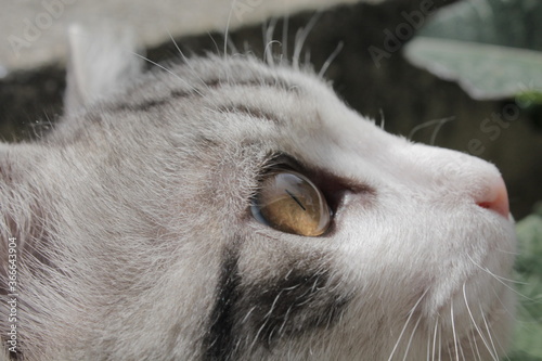 close up of a cat