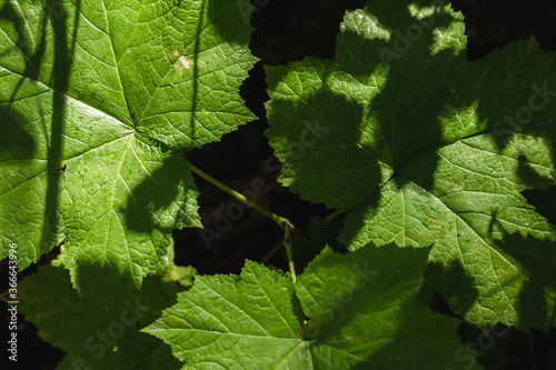 close up of vivid green large leaves and veins