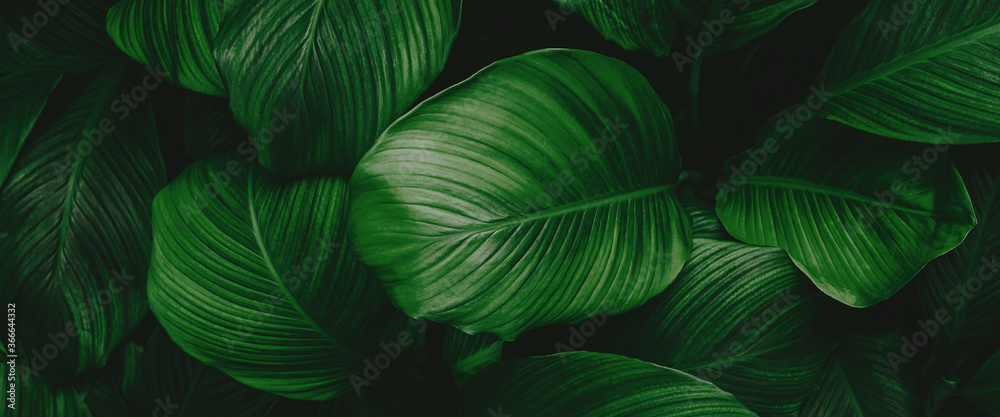 Fototapeta leaves of Spathiphyllum cannifolium, abstract green texture, nature background, tropical leaf