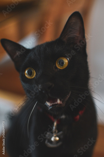 Gato negro con ojos amarillos de frente y fondo desenfocado photo