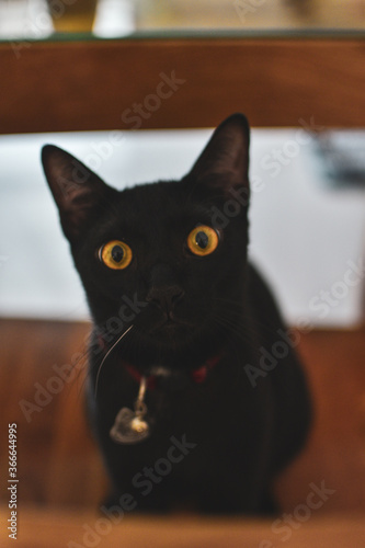 Gato negro con ojos amarillos de frente y fondo desenfocado photo